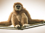 Tulum monkey jungle tour